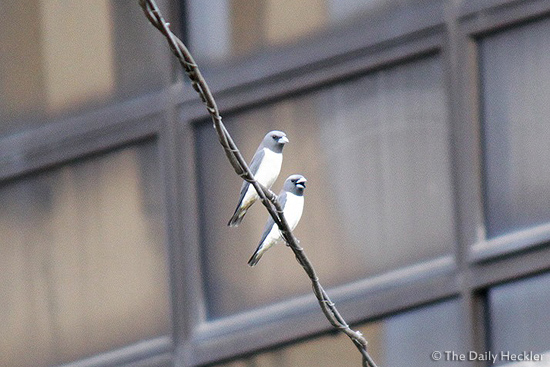 White-breasted woodswallows