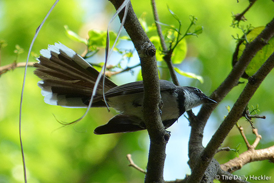 Pied fantail