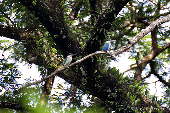 Collared kingfisher, La Mesa Ecopark, Quezon City