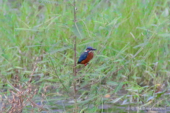 Common kingfisher, La Mesa Ecopark, Quezon City